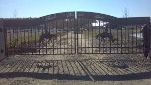 This is an image of custom made dual swing driveway gate with a pleasure horse on each side and custom lettering that says Shank Quarter Horses.