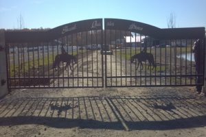 Driveway Gate Custom Made for Shank Quarter Horses in Ohio JDR Metal Art unsmushed
